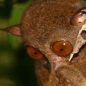 Češi se pokoušejí o odchov jednoho z nejohroženějších primátů světa &#8211; nártouna filipínského