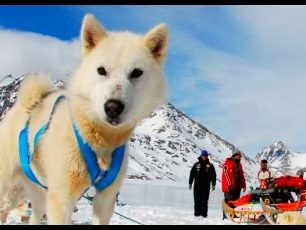 Ammassalik Backcountry Camp: Lyžařská výprava do Grónska byla úspěšná 