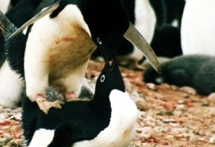 Vědci 100 let cenzurovali studii o sexuálním chování tučňáků. Byla příliš šokující