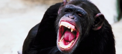Frodo &#8211; šimpanz, kterému zachutnalo lidské maso