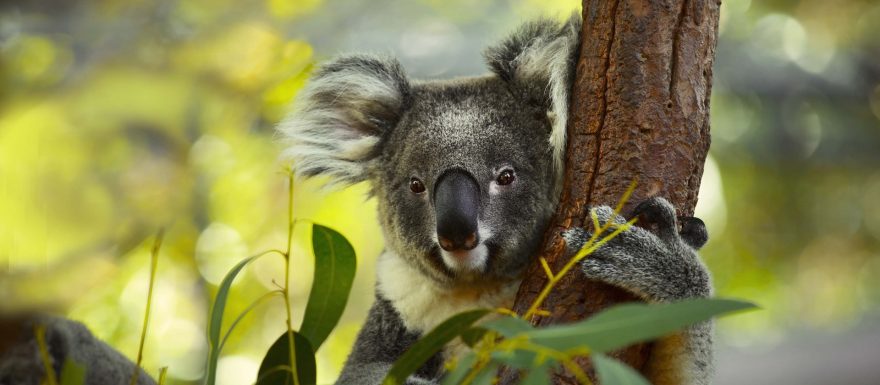 Kam se vydat v Austrálii za koalou?