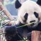 Čína: Pandy velké pocházejí z města Chengdu