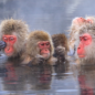 Inspirujte se koupacími zvyky sněžných opic v malebném japonském lázeňskěm městečku Jamanouči