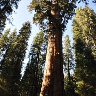 1487 kubických metrů dřeva Generála Shermana, 2500 let. Yosemite, USA