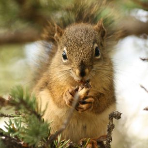 Rozličná fauna Aljašky