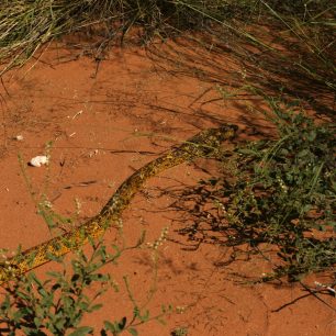 Krásná pouštní kobra je poměrně vzácným společníkem. Tahle se nám v Kalahari plazila přes cestu, Botswana