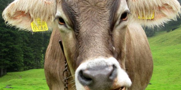 INDIE: Až 50 kilogramů plastu skrývá žaludek indické krávy. (VIDEO)
