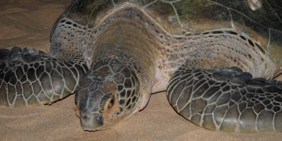 Želví ostrovy, které ani na mapě nenajdete, aneb ohrožená kareta obrovská