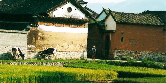 Čínské homole, rýže a vodní buvoli