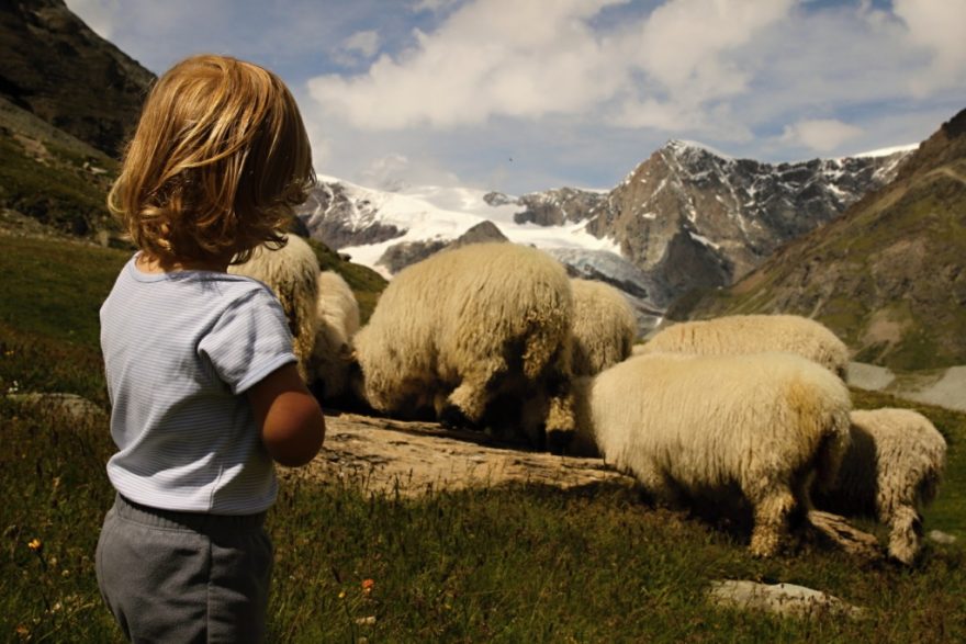 Černo nosé ovce jsou pro děti zábavou, Zermatt