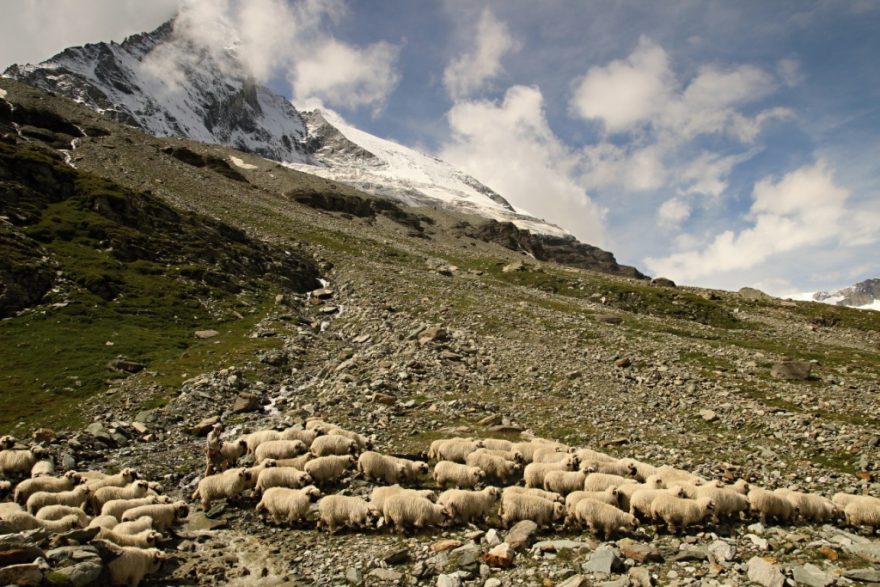 Ovce se pasou na vysokohorských loukách, Zermatt