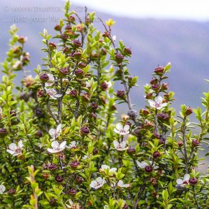 Manuka červená - novozélandský čajovník, Nový Zéland