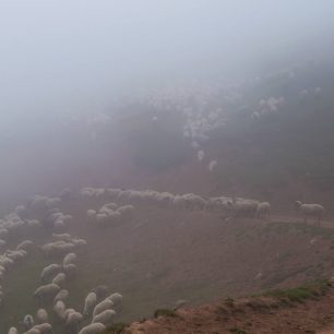 Ovce a pastevci schovaní v mlze