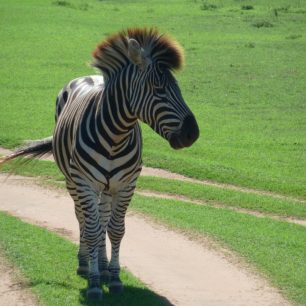 Punková zebra v rezervaci Schotia