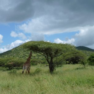 Stín ve Hluhluwe Umfolozi