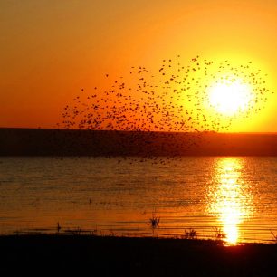 Hejna ptáků v Gagauzii