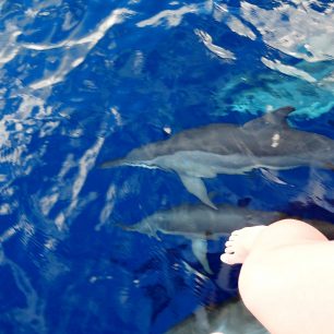 Delfíní závodící s lodí