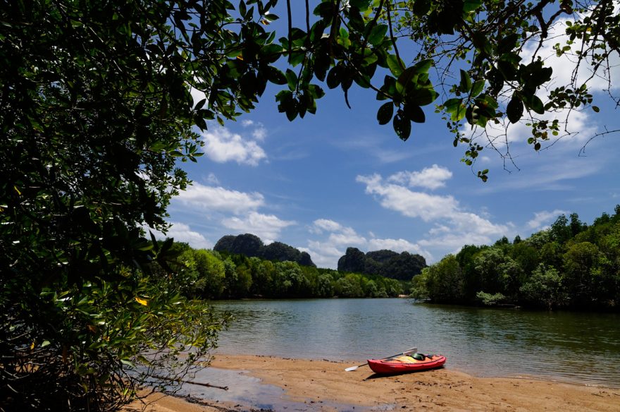 V mangrovech se mísí slaná a sladká voda