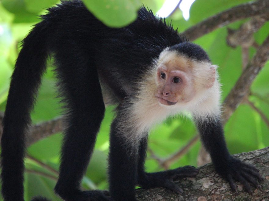 Opice v Národním Parku Manuel Antonio