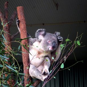 Koala bývá velmi plachá