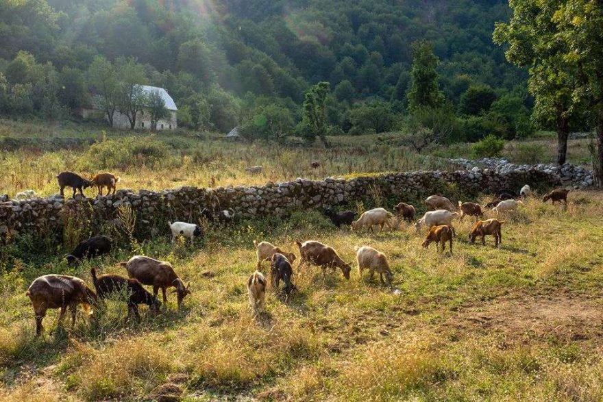 Stálo koz ve vesnici Qerec