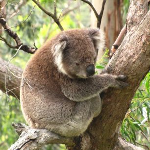 Medvídek koala, Melbourne