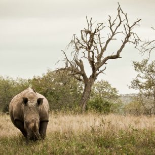 Jeden z nejvíce ohrožených afrických obyvatel - nosorožec tuponosý