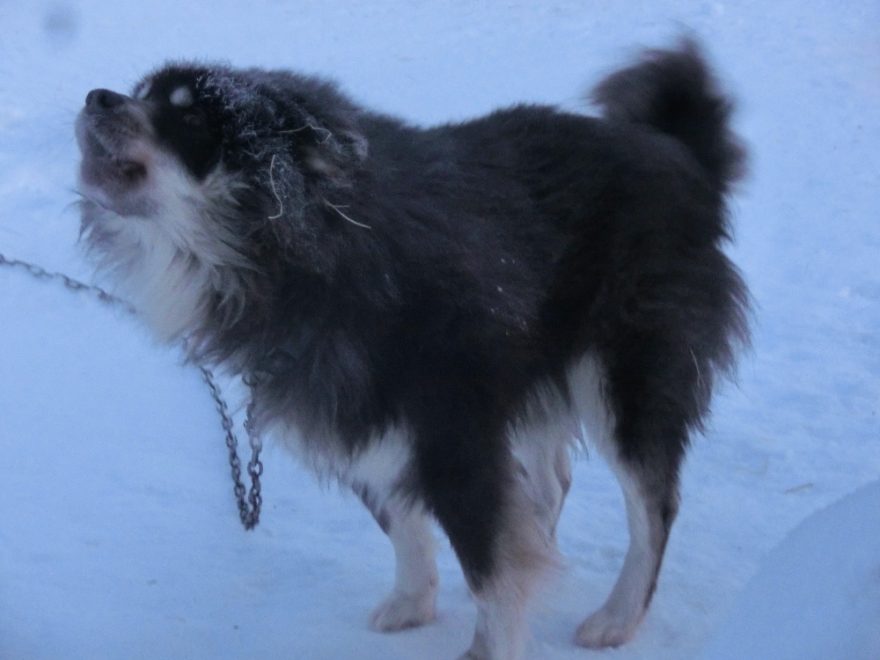 Na farmě jsou jak sibiřští, tak aljašští (na obrázku) husky, Laponsko, Finsko