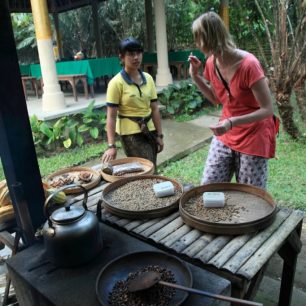 Návštěva coffee farmy cestou z výletu od sopky Batur, Bali, Indonésie