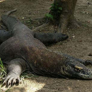 Většinu dne se varani povalují v houští, Rinca, Indonésie