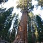 Národní parky Sequoia National Forest a Yosemite