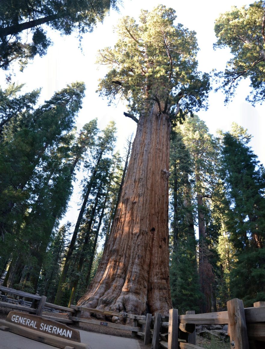 Mamut mezi stromy - největší strom na světě General Sherman Tree v národním parku Sequoia, Kalifornie, USA.