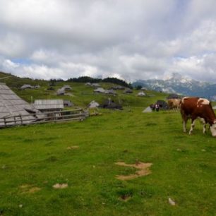 Velika planina jako pastvina krav, Slovinsko