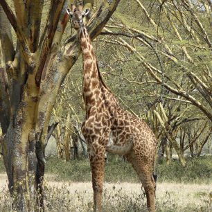 Žirafa v Hells gate, Keňa