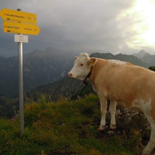 I krávy se chtěly podívat na vrchol. Rakousko