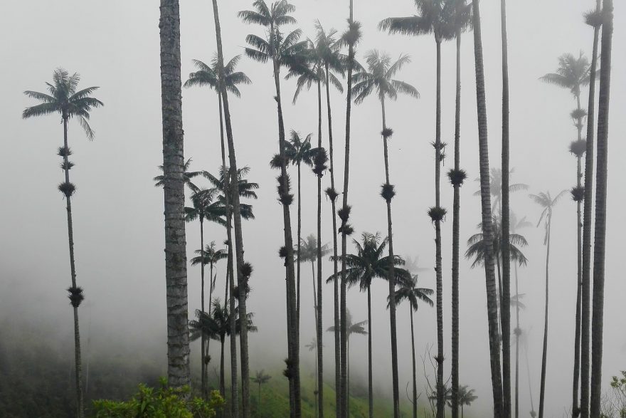 Údolí Cocora, Zona Cafetera, Kolumbie