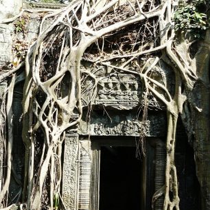 Ta prohm, Angkor wat, Kambodža