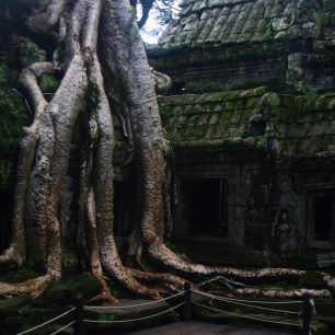 Ta Phrom, Angkor wat, Kambodža