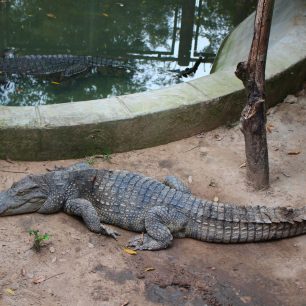 Krokodýly se tu nabízí i na večerním menu. Tento je však ze zoologické zahrady, Vietnam