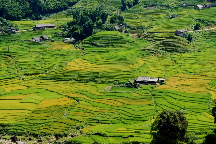 Rýžová pole, Sapa, Vietnam