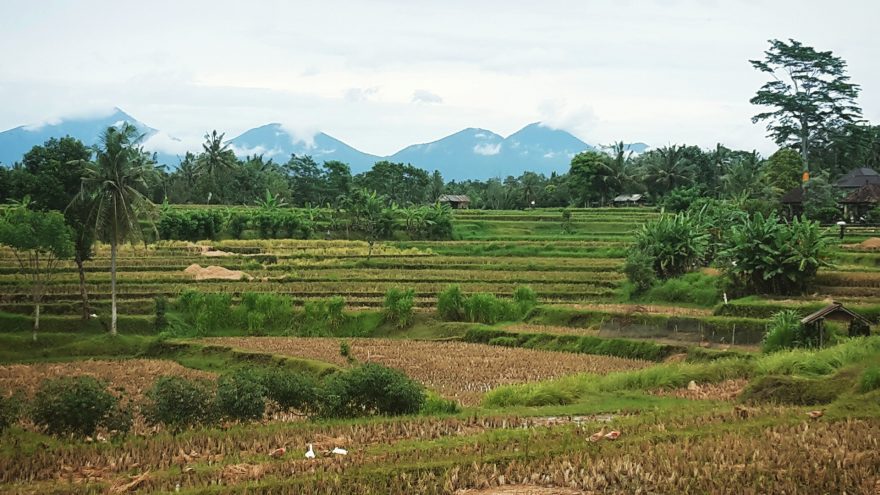 Rýžová pole na Bali – Ubud, Bali, Indonésie