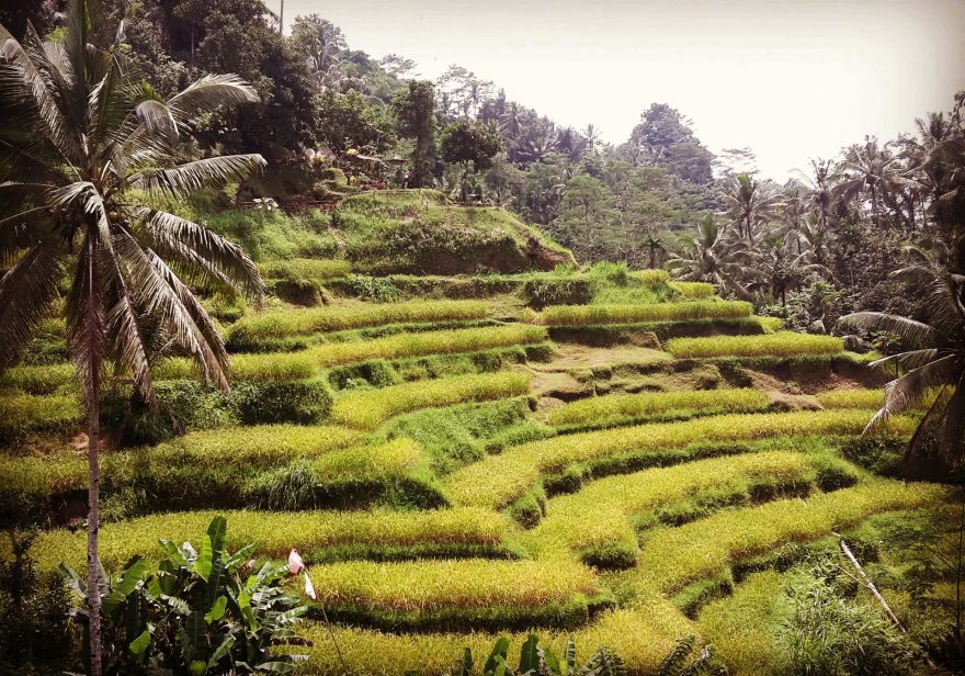 Rýžové terasy Tegalalang, Bali, Indonésie