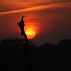 Pozorování ptáků v NP Kheoladeo, Indie