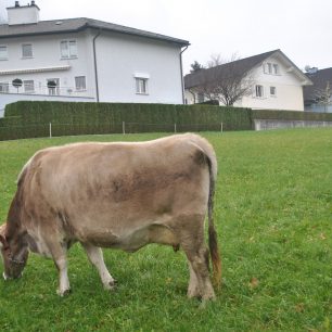 Kravky zde mají asi místo sekaček, Lichtenštejnsko