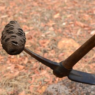 Výprava po suchých pozemcích. Před pár lety tu vypukl oheň, který spálil vše, co mu přišlo do cesty. Waroona, Austrálie