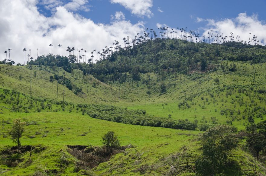 Valle de Cocora, Kolumbie