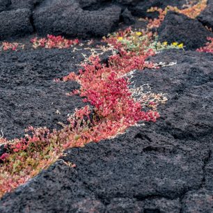 Timanfaya, Lanzarote, Kanárské ostrovy