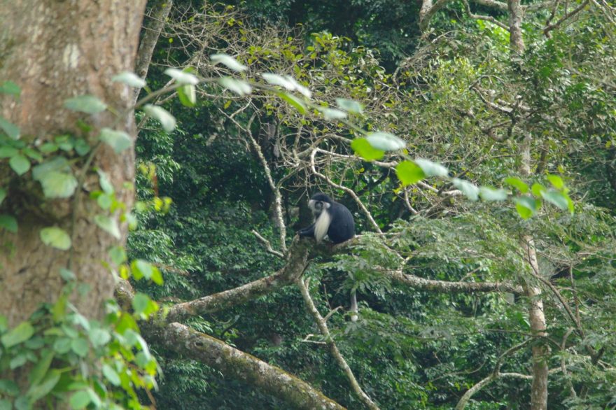 Usambara Mountains - setkání s opicemi (Black-and-white colobus), Tanzánie