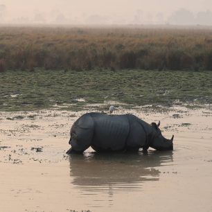 NP Kaziranga