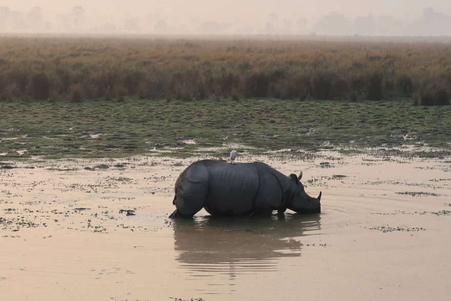 NP Kaziranga